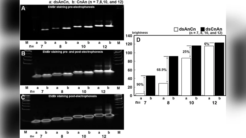 Development of Hydrogen Bonding Magnetic Reaction-based Gene Regulation   through Cyclic Electromagnetic DNA Simulation in Double-Stranded DNA