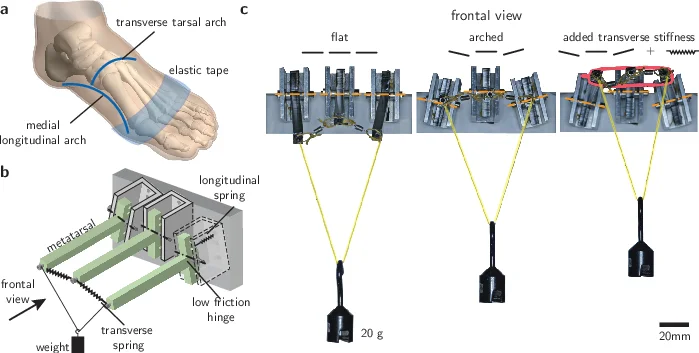 Transverse contributions to the longitudinal stiffness of the human foot