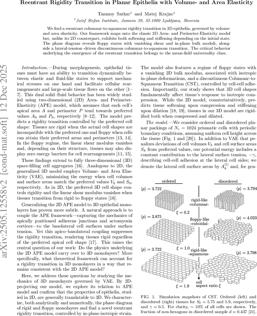 Reentrant Rigidity Transition in Planar Epithelia with Volume- and Area Elasticity