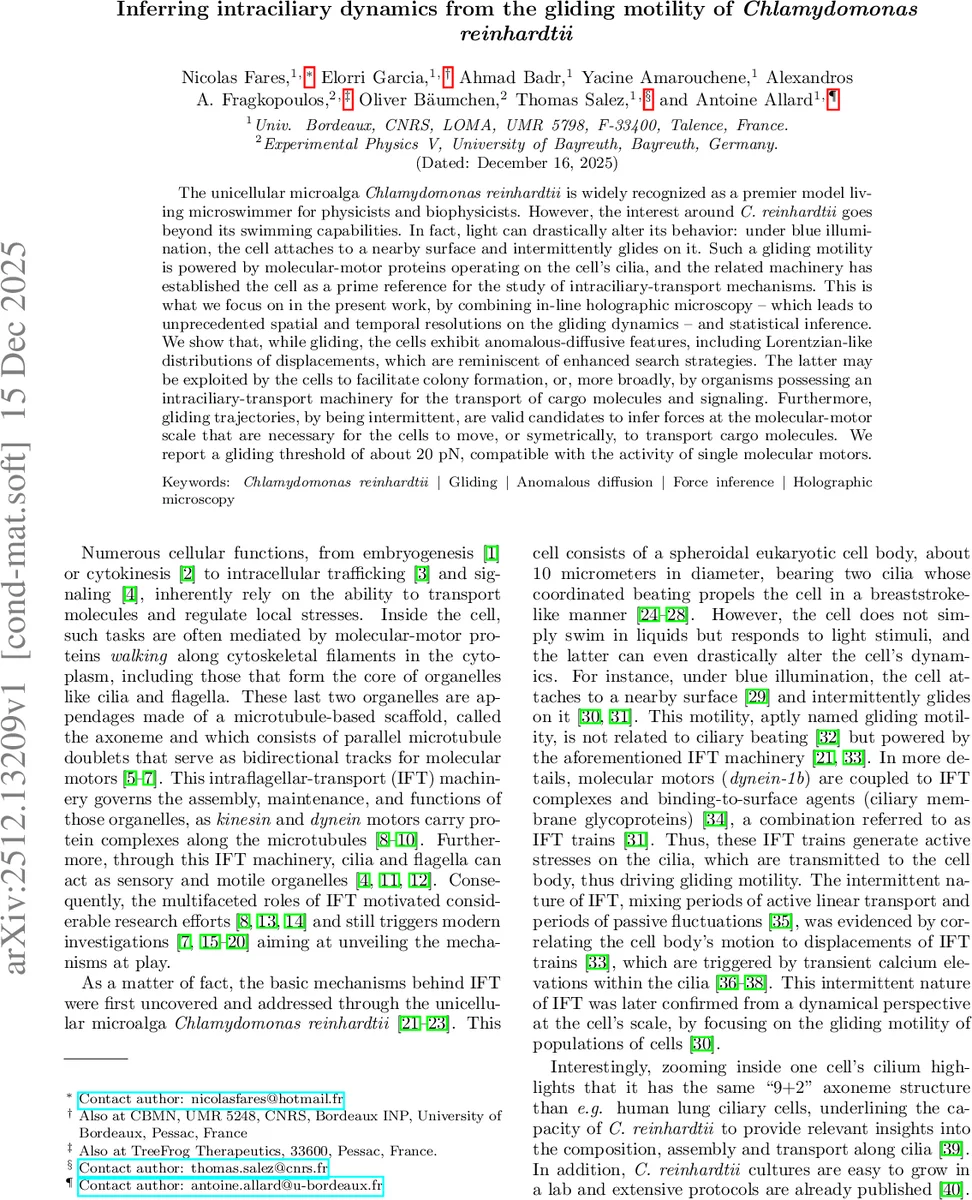 Inferring intraciliary dynamics from the gliding motility of Chlamydomonas reinhardtii
