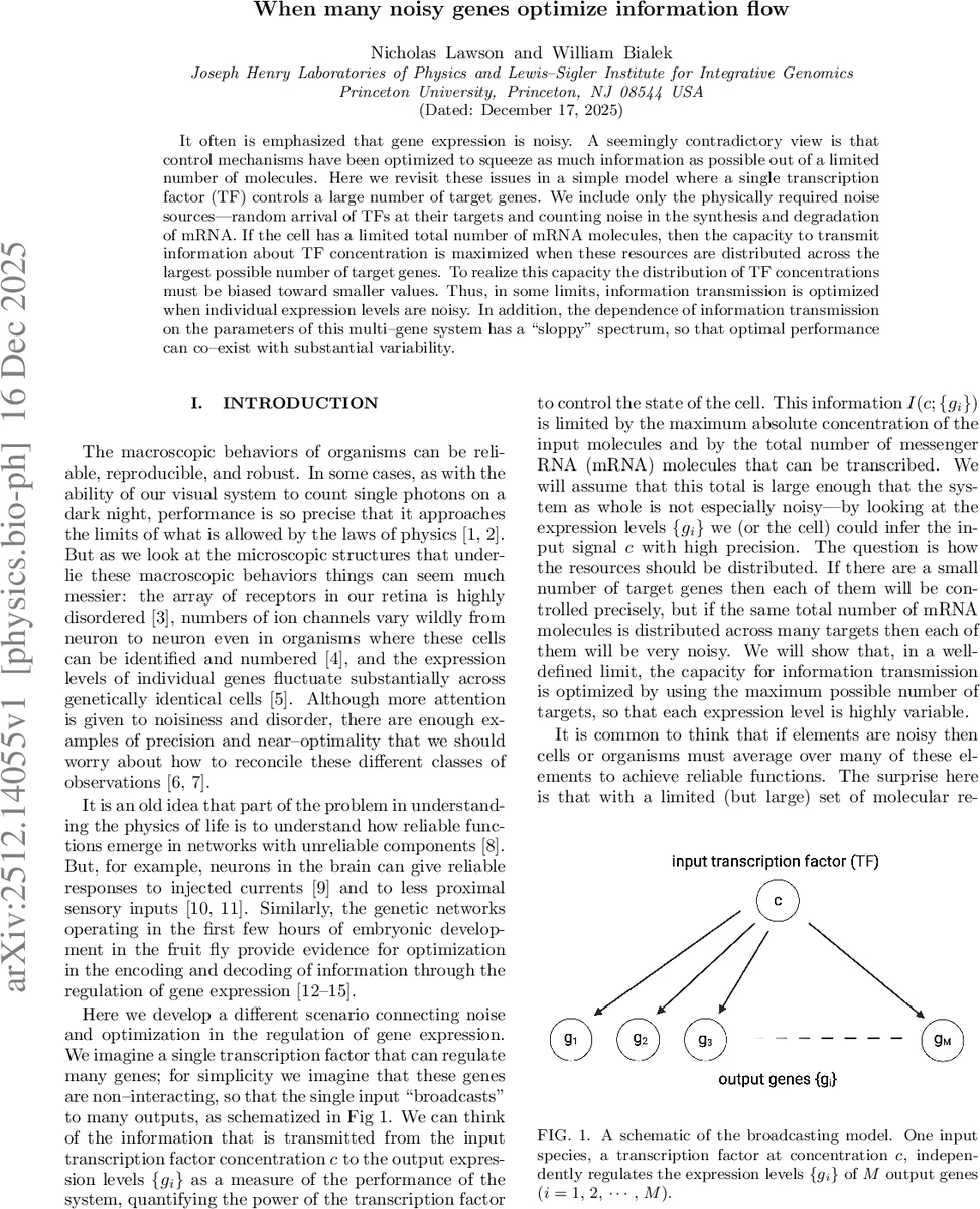 When many noisy genes optimize information flow