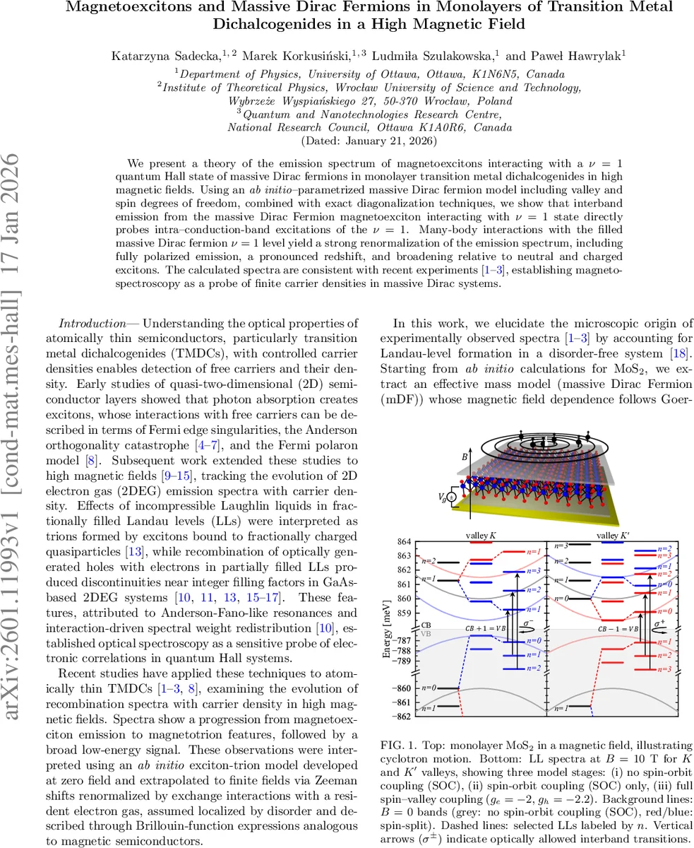 Magnetoexcitons and Massive Dirac Fermions in Monolayers of Transition Metal Dichalcogenides in a High Magnetic Field