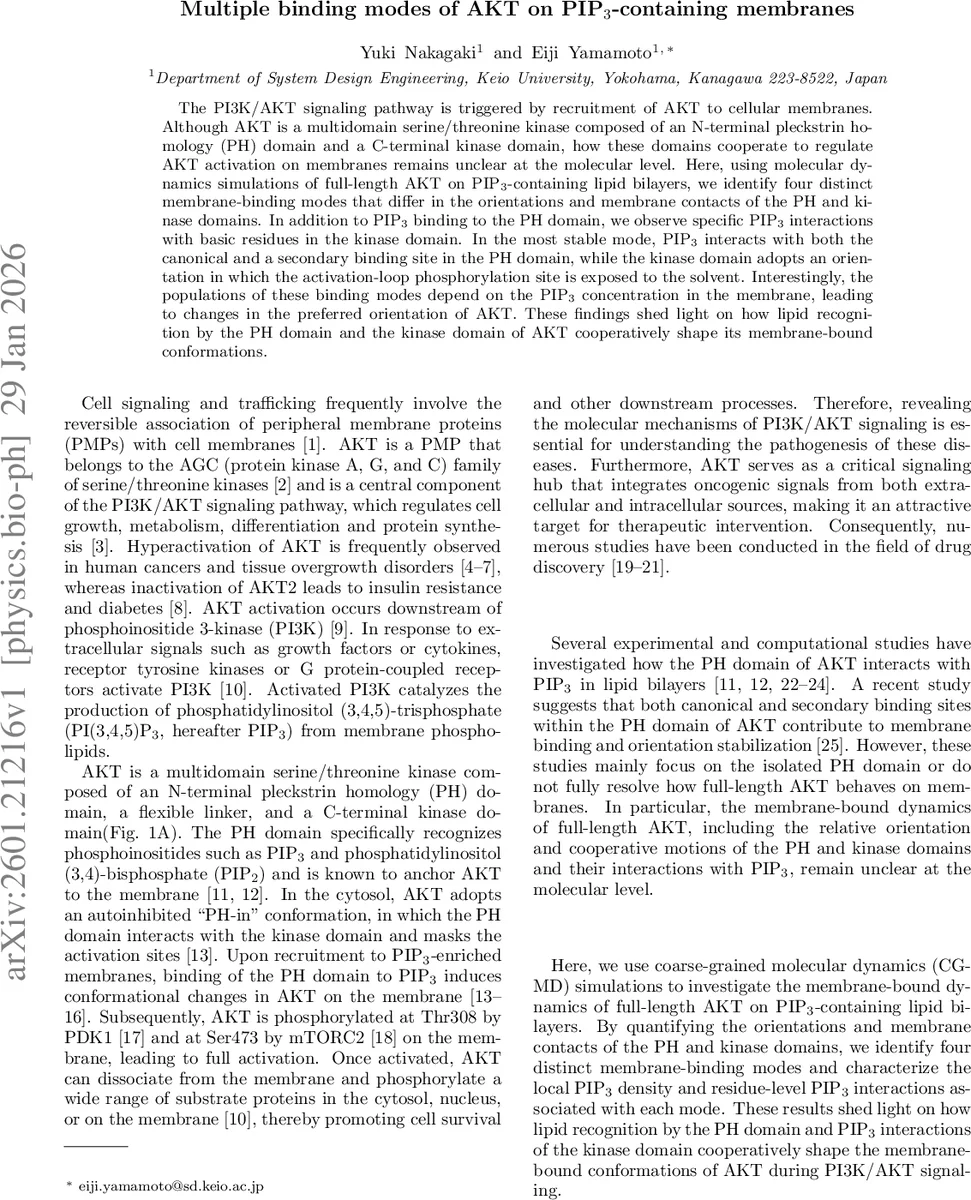 Multiple binding modes of AKT on PIP$_3$-containing membranes