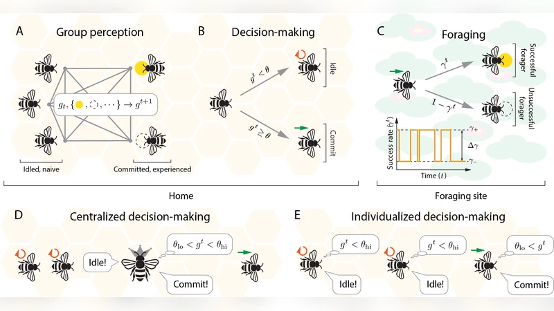 Daring few, patient many: division of labor in decentralized foraging collectives