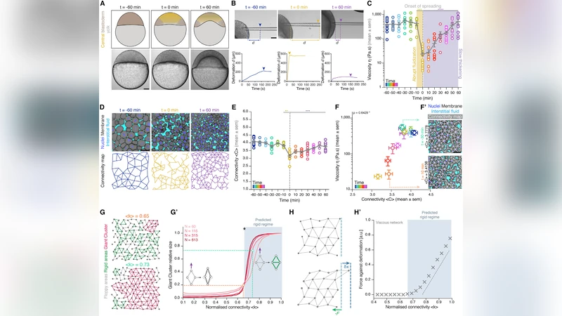 A dialog between cell adhesion and topology at the core of morphogenesis