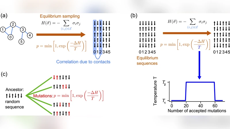 Out-of-equilibrium selection pressure enhances inference from protein sequence data