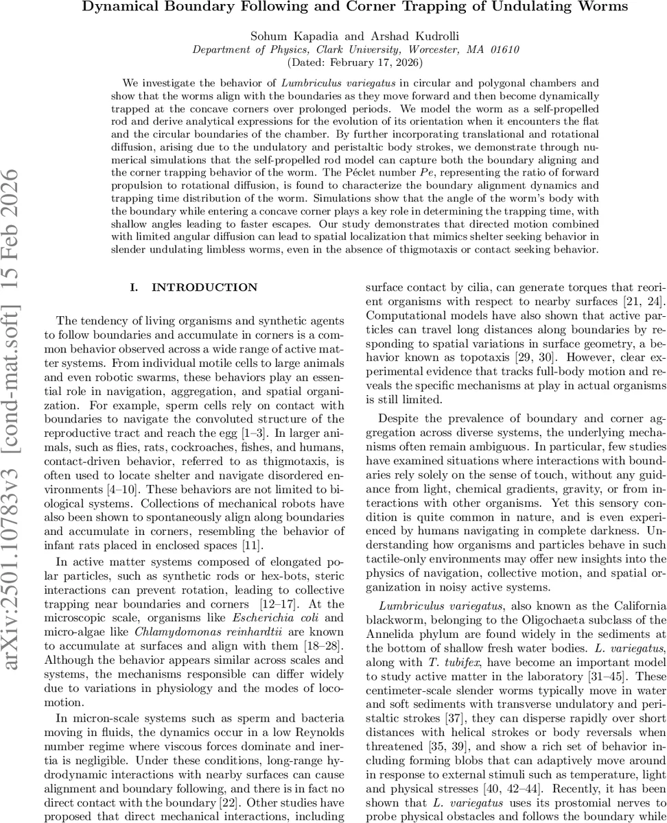 Dynamical Boundary Following and Corner Trapping of Undulating Worms