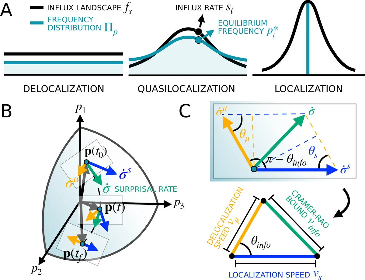 Quasilocalization under coupled mutation-selection dynamics