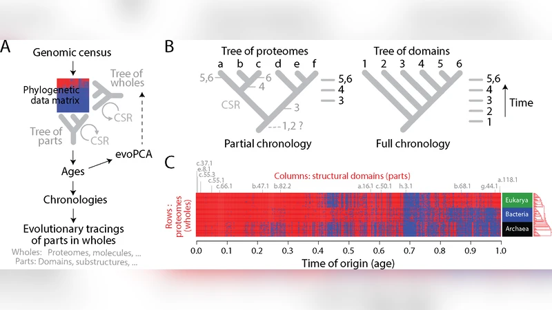 Tracing protein and proteome history with chronologies and networks: folding recapitulates evolution