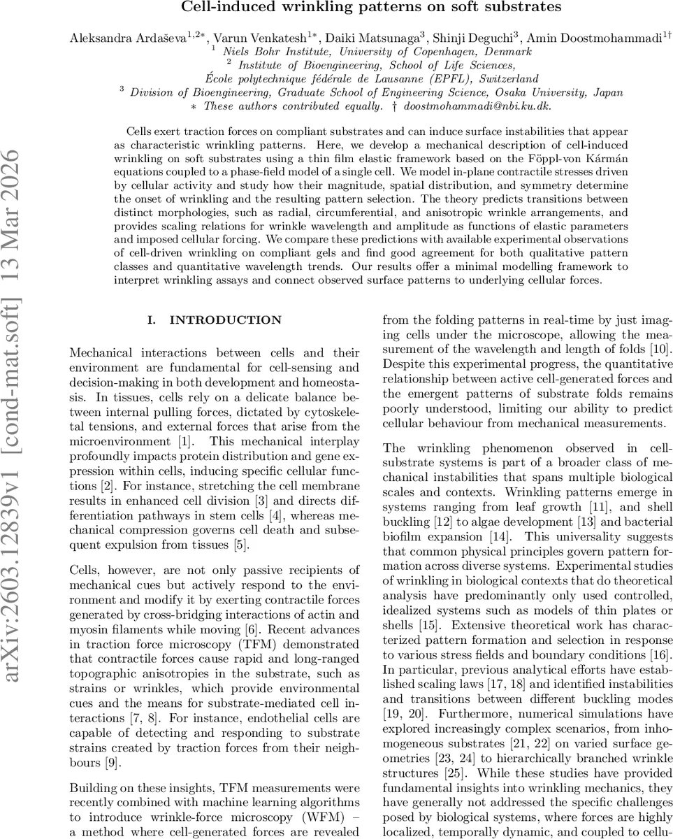 Cell-induced wrinkling patterns on soft substrates