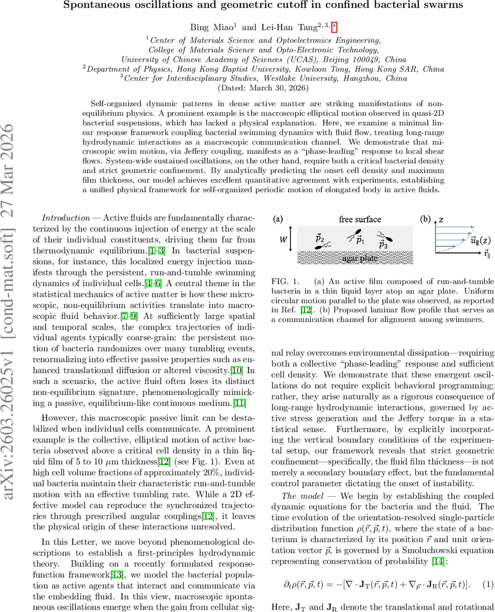 Spontaneous oscillations and geometric cutoff in confined bacterial swarms
