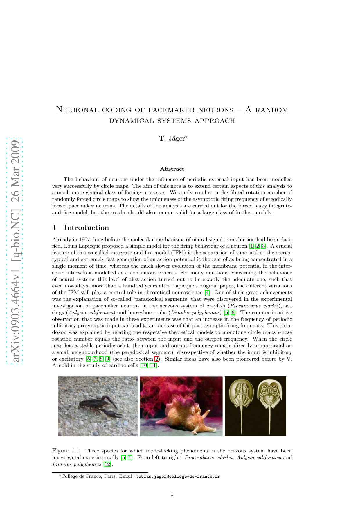 Neuronal Coding of pacemaker neurons - A random dynamical systems   approach