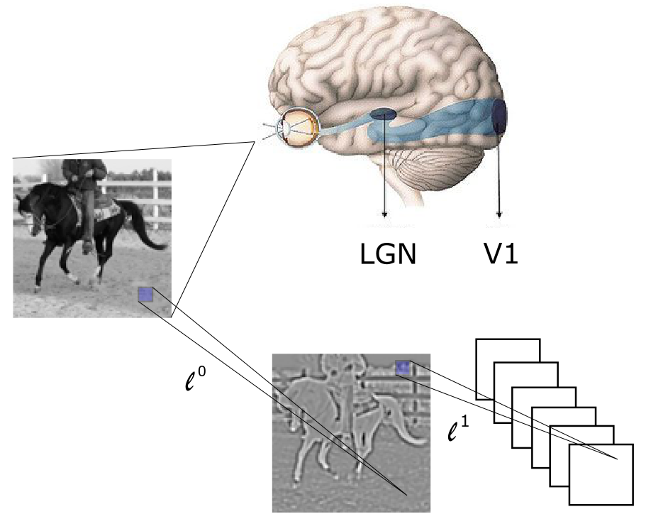 LGN-CNN: a biologically inspired CNN architecture