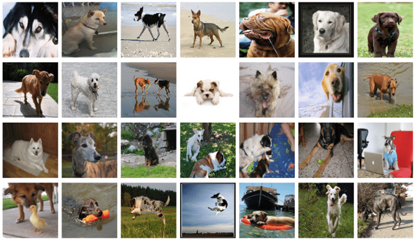 Samples-of-ImageNet-dogs-dataset.png