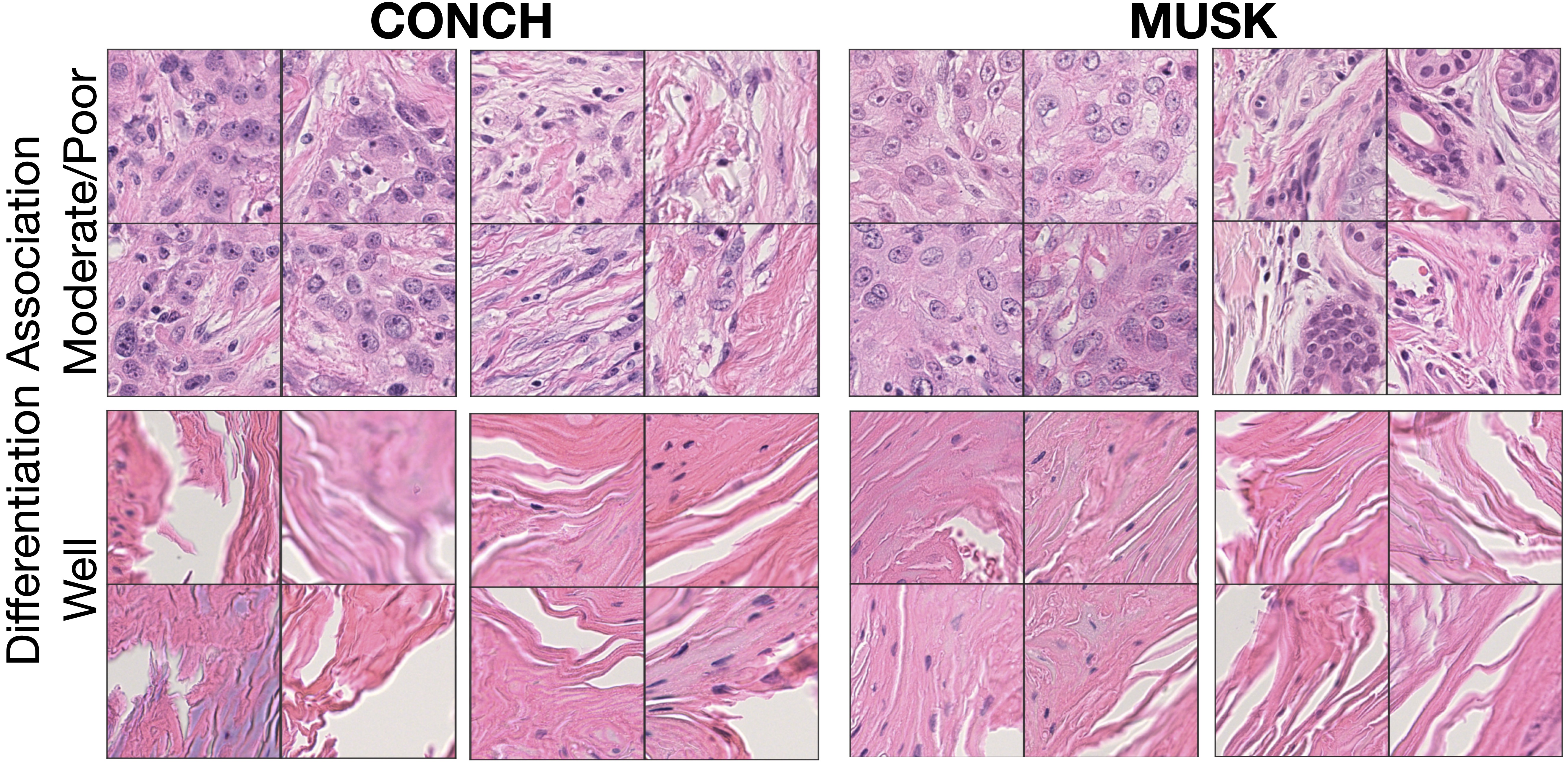 PathFMTools 병리학 기반 모델의 효율적 적용과 평가를 위한 파이썬 툴킷