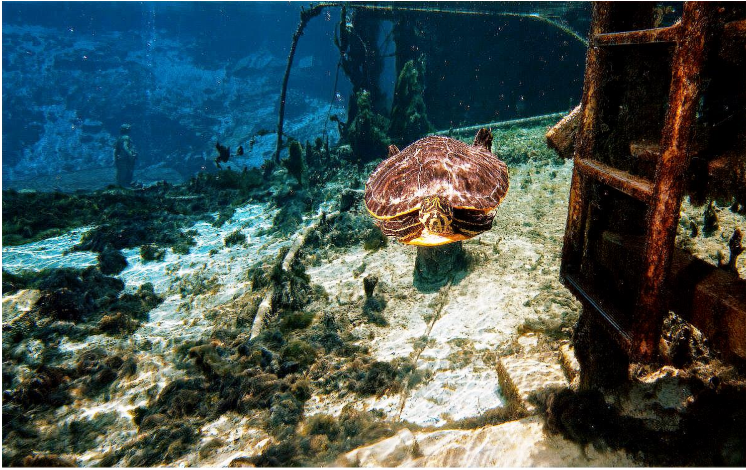 AQUA-Net: Adaptive Frequency Fusion and Illumination Aware Network for Underwater Image Enhancement