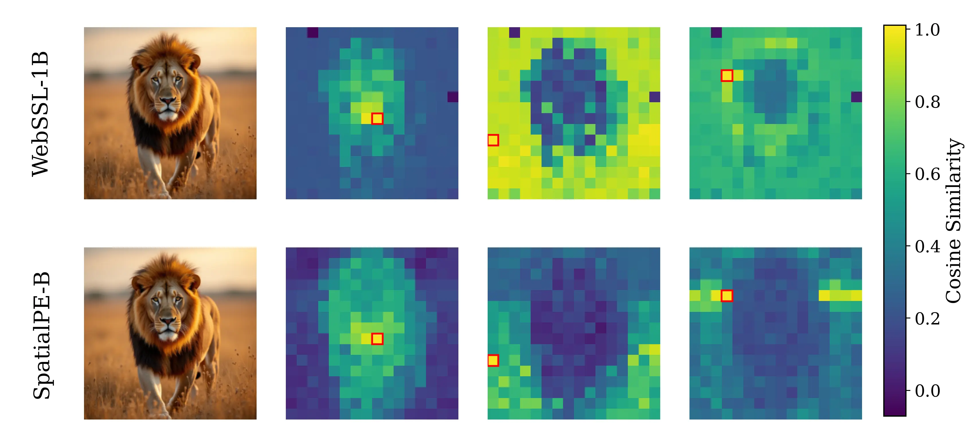 comparison_webssl_1b_vs_spatialpe_b_spatial.webp
