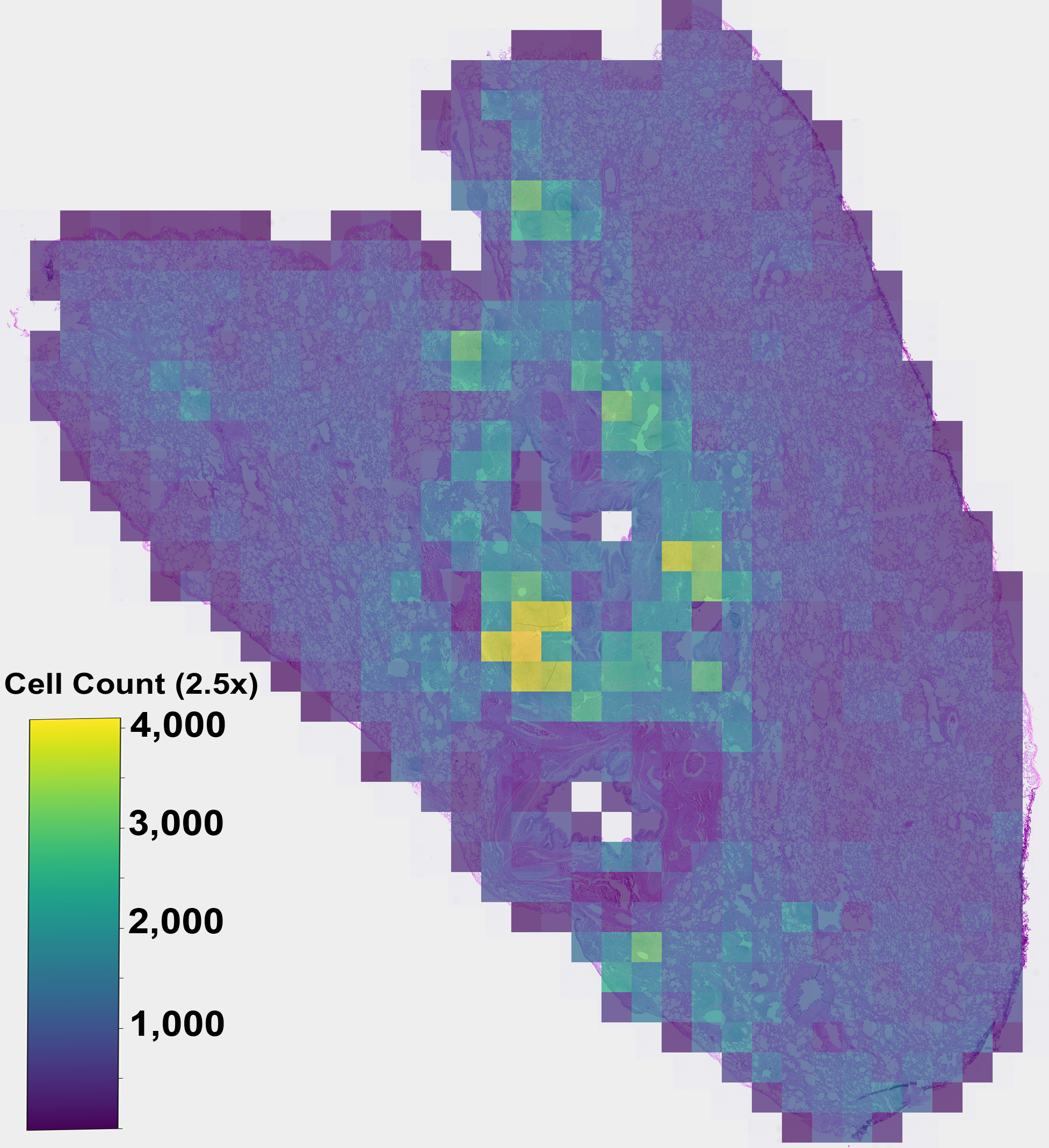 Vision Foundry: A System for Training Foundational Vision AI Models