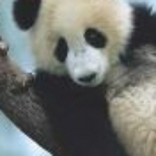 panda_adverserial.png