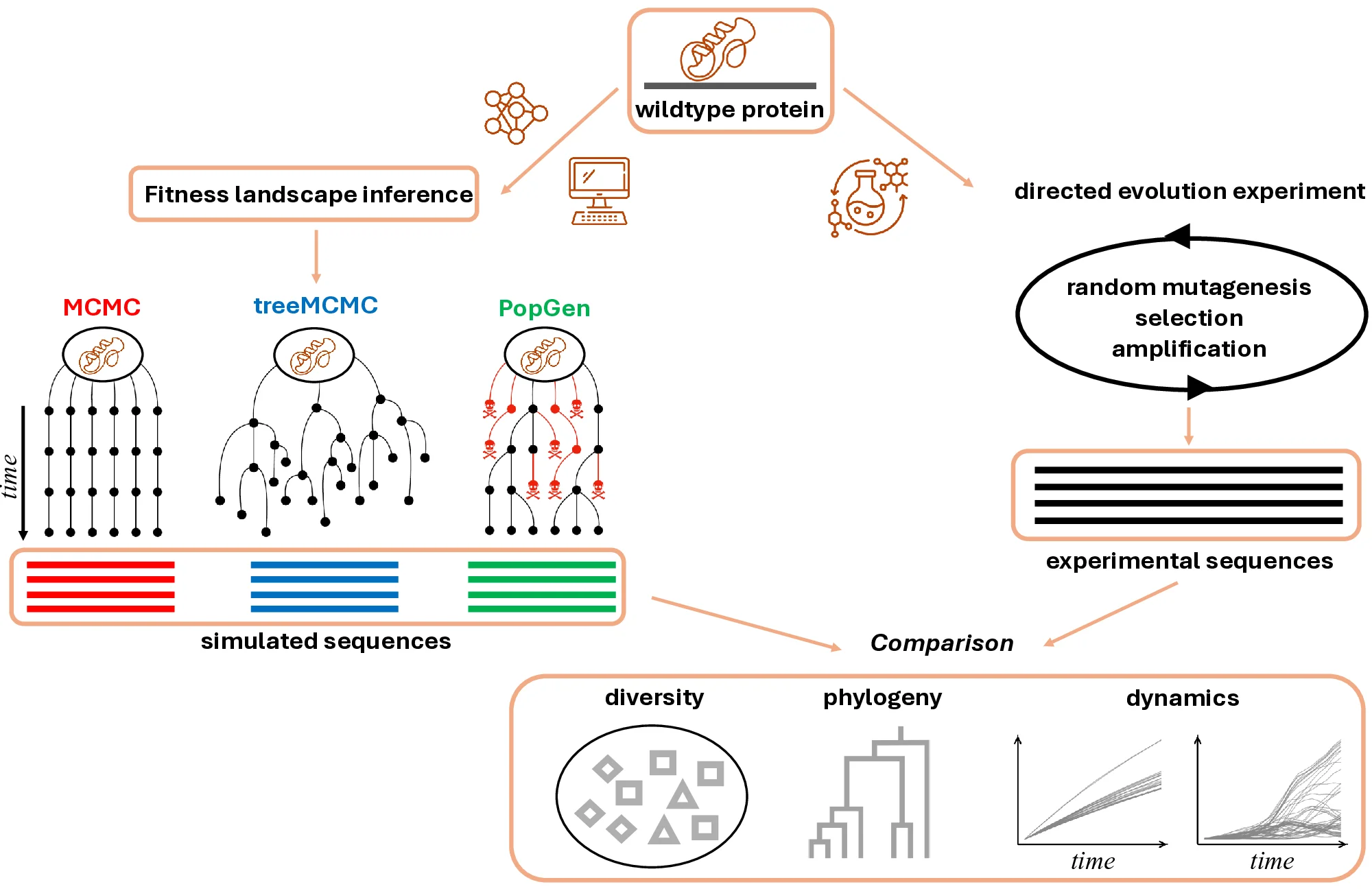 Modeling Protein Evolution via Generative Inference From Monte Carlo Chains to Population Genetics