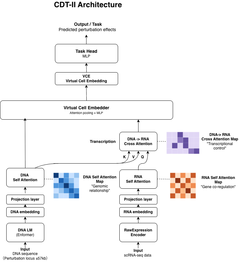 Central Dogma Transformer II: An AI Microscope for Understanding Cellular Regulatory Mechanisms