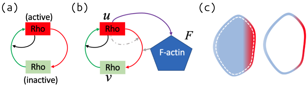 “F‑액틴의 부정 피드백이 세포 형태와 이동성을 어떻게 바꾸는가? – 파동‑핀ning 모델과 CPM 시뮬레이션을 통한 통합 탐구”