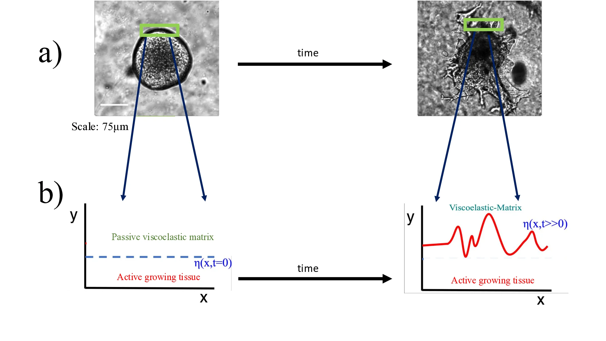 Morphological instability of an invasive active-passive interface