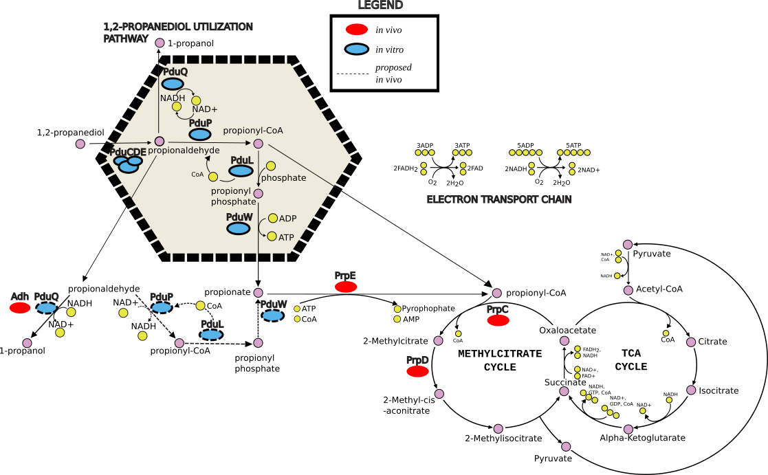 “세균 마이크로컴파트먼트의 실내·실외 대사 차이를 풀어낸 수학 모델링”