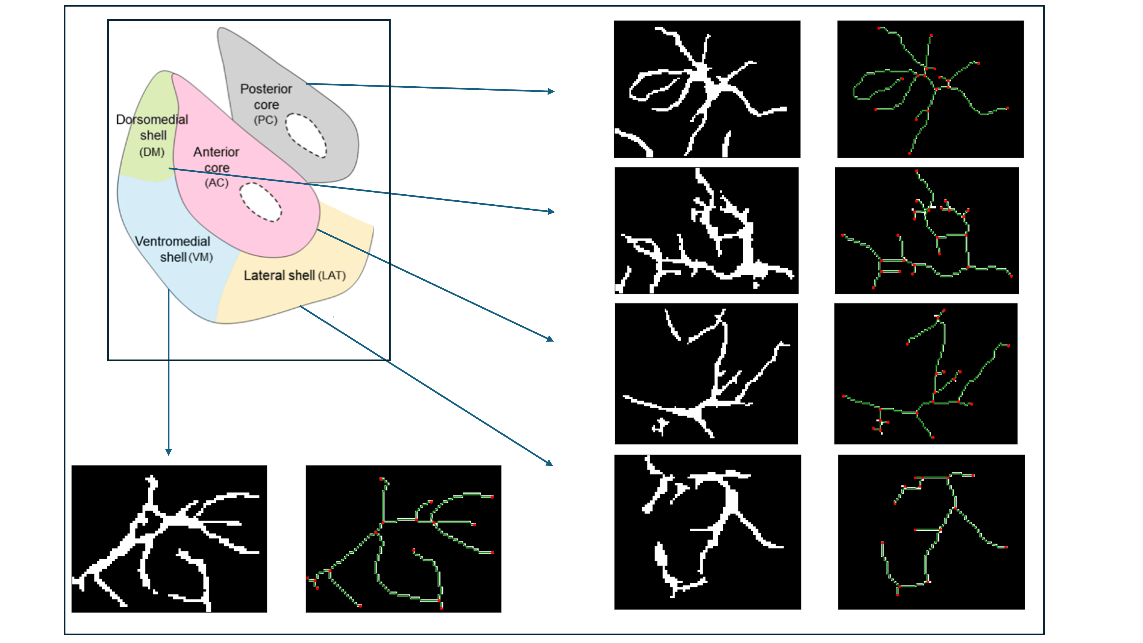 Feature-based morphological analysis of shape graph data