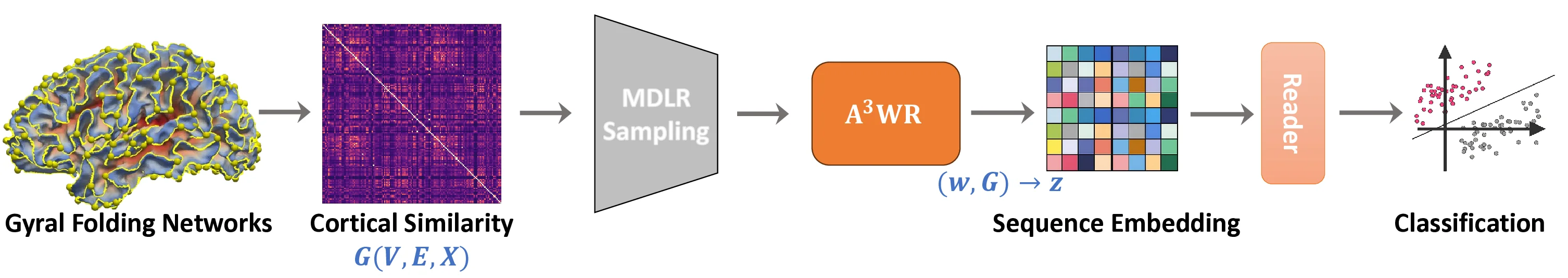 Probability-Invariant Random Walk Learning on Gyral Folding-Based Cortical Similarity Networks for Alzheimer's and Lewy Body Dementia Diagnosis
