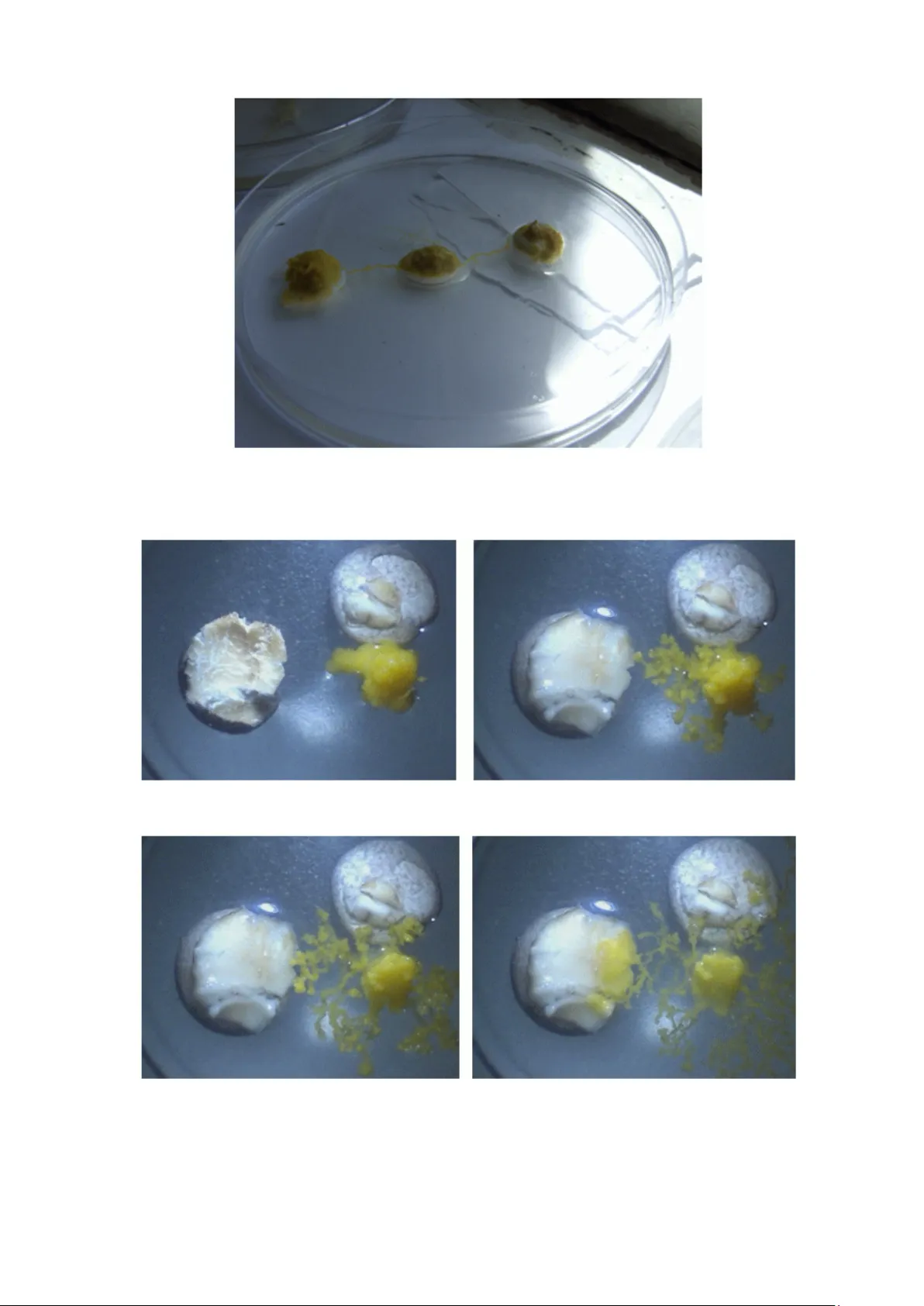 물 위에서 움직이는 물벼룩 로봇 계산과 물체 조작