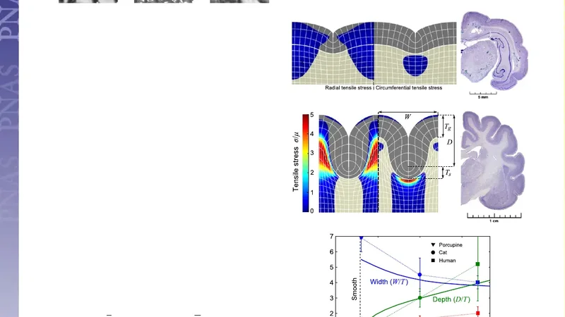 Gyrification from constrained cortical expansion