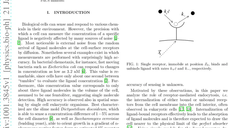 Increased accuracy of ligand sensing by receptor internalization