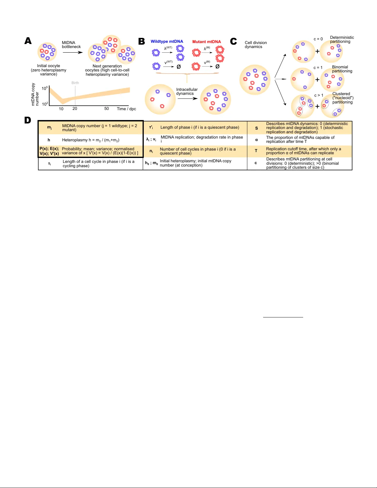 Stochastic modelling, Bayesian inference, and new in vivo measurements   elucidate the debated mtDNA bottleneck mechanism