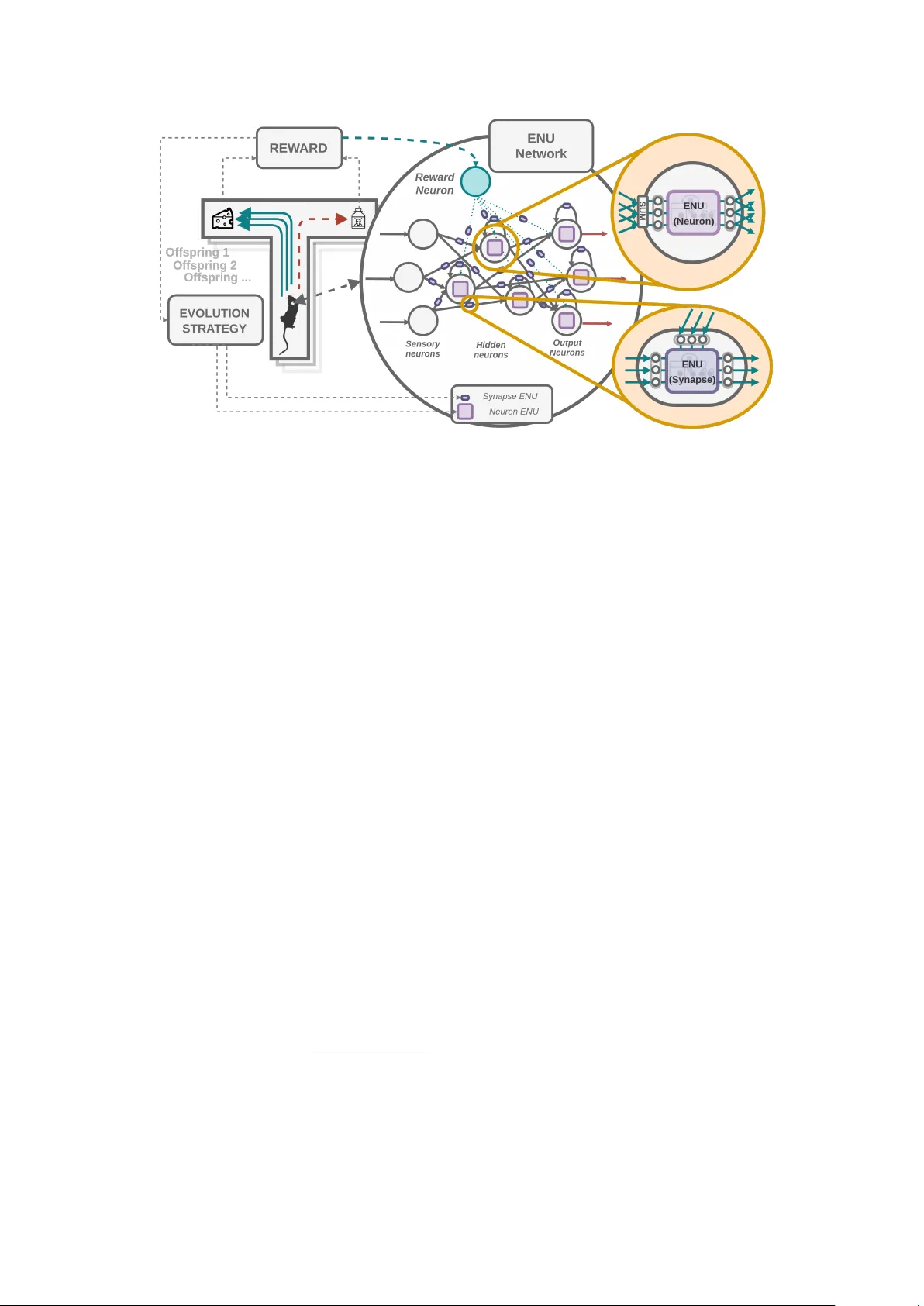 진화 가능한 신경 단위 네트워크: 시냅스 수준에서 학습을 진화시키다