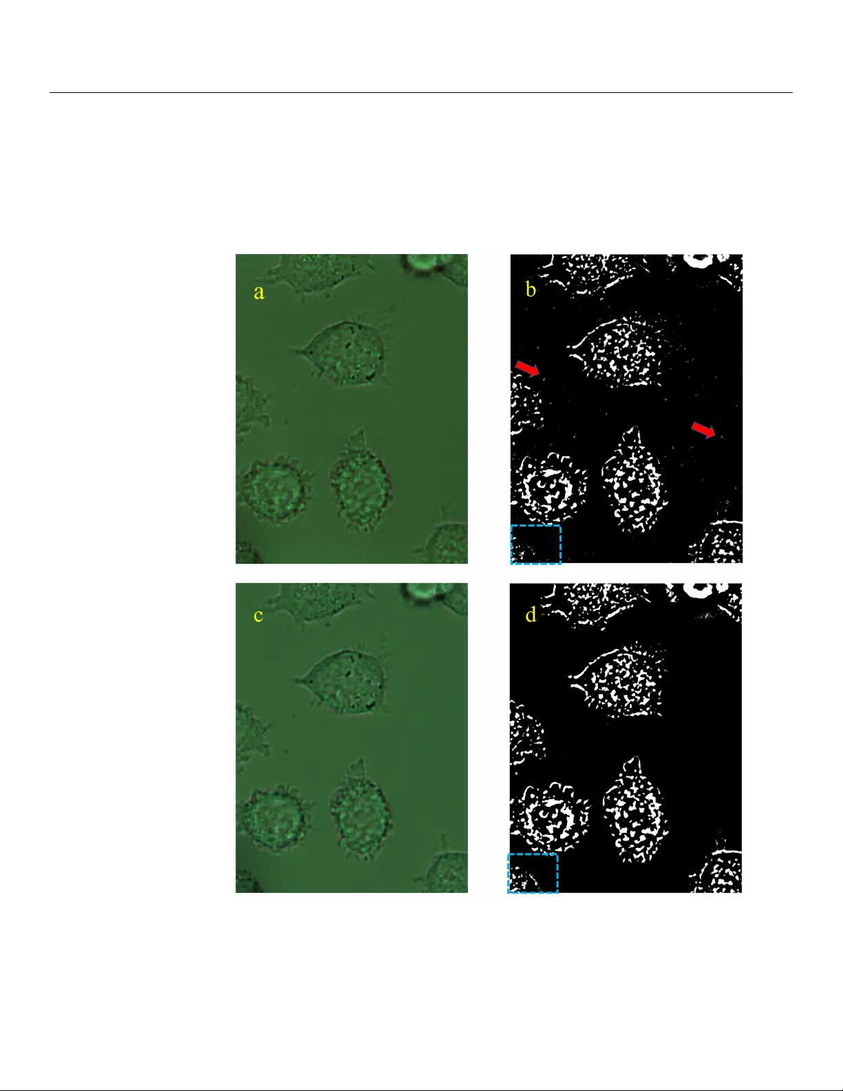 광학 스펙트럼 보정을 통한 고해상도 밝은장 현미경 데이터 시각화