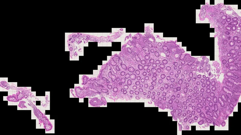 EVA: Towards a universal model of the immune system
