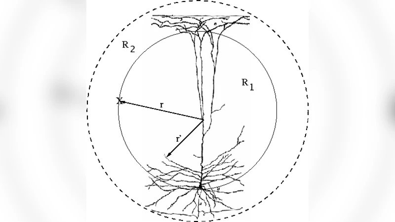뇌세포 전기장 순간 분석: 사각극자까지의 거리 확장