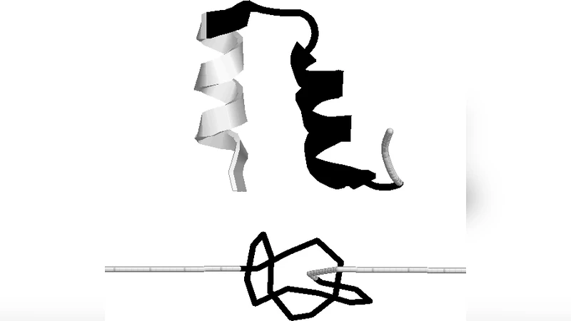 단백질 매듭의 조임 현상