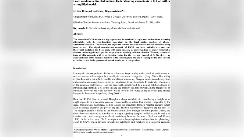 무작위에서 방향성으로 대장균 화학주성의 간소화 모델