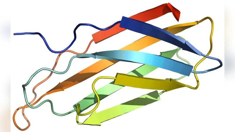 당기는 힘에 따라 변하는 FnIII10의 기계적 전개 경로