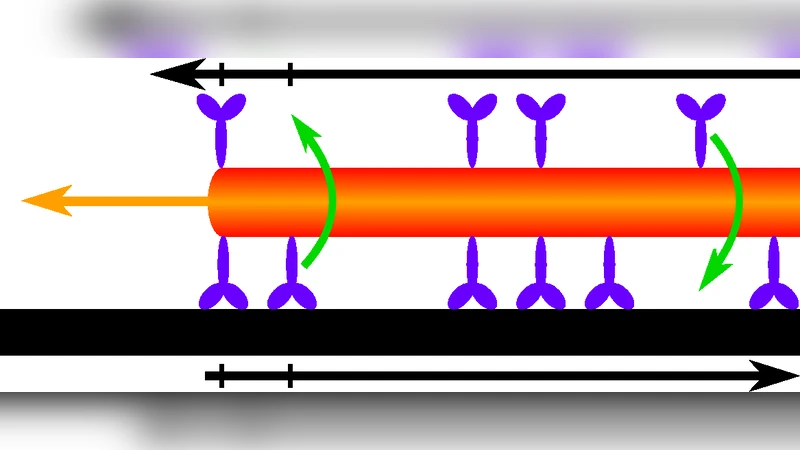 분자 모터에 의한 관형성 형성의 비평형 상전이
