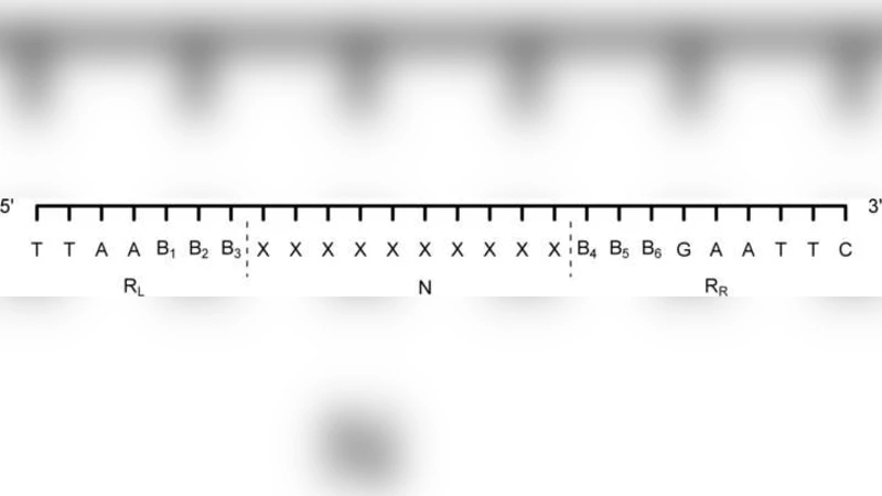 AFLP 마커 진화와 계통추정을 위한 삽입 삭제 모델