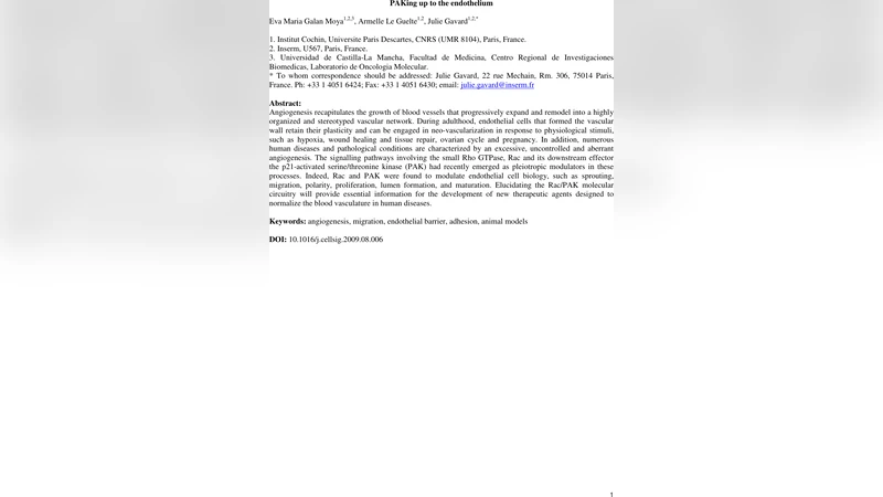 PAK와 혈관내피 세포의 조절