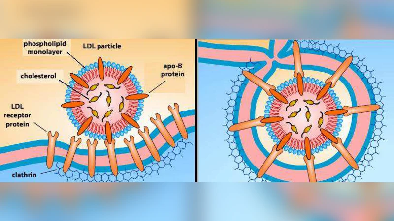 타이머가 있는 상호 이동성 막 시스템