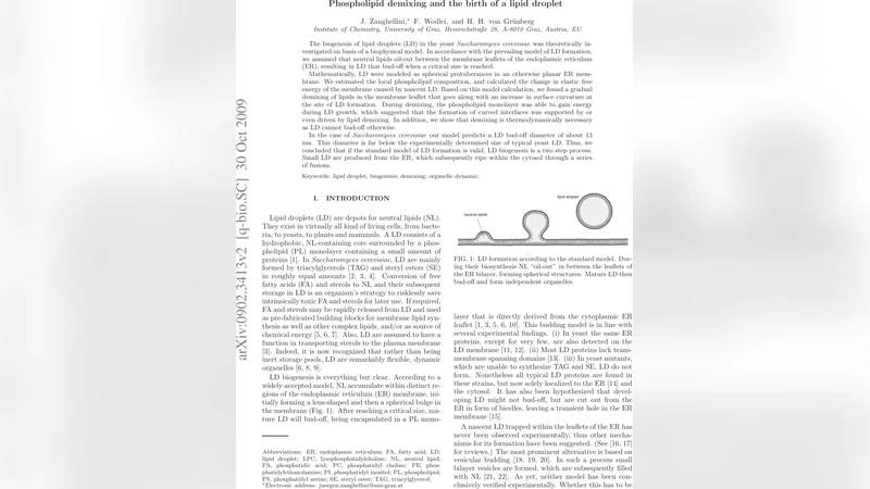 지질 구획 분리와 지방방울 형성 메커니즘