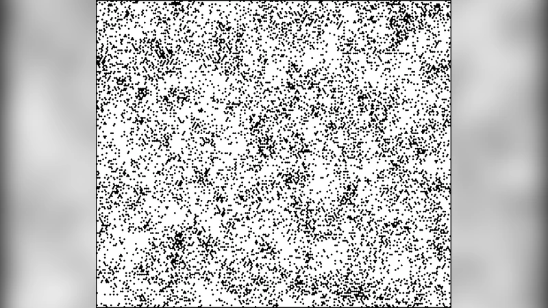 쥐 피부 표피 유지 메커니즘: 세포 분열과 투표 모델