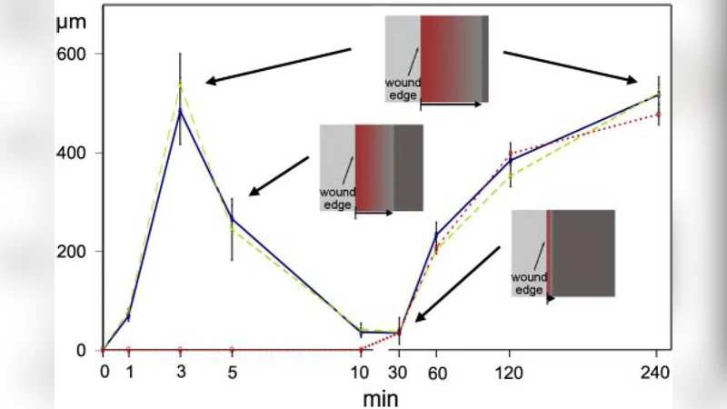 상피 세포 확산의 화학·기계 신호 통합 모델