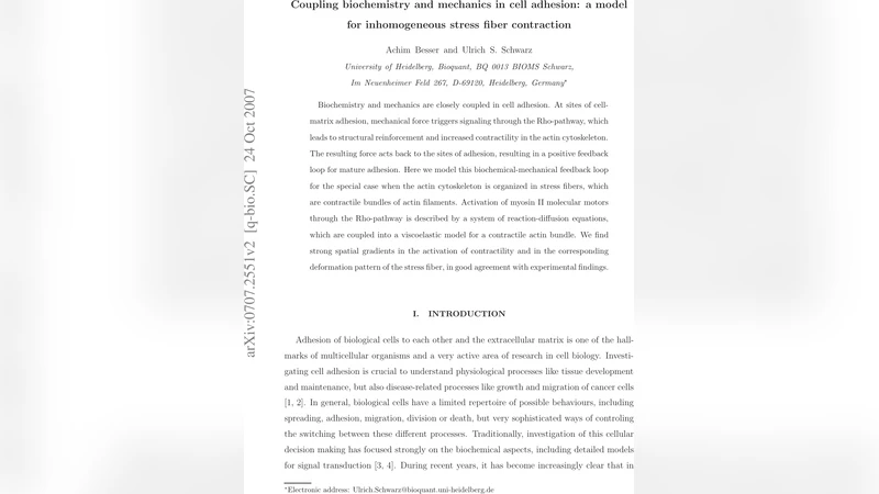 생화학·기계 결합으로 본 세포 부착과 비균일 스트레스 섬유 수축 모델