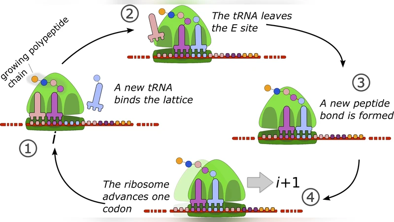 리보솜 내부 사이클을 고려한 비대칭 배제 과정 모델